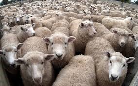 sheep-social proof
