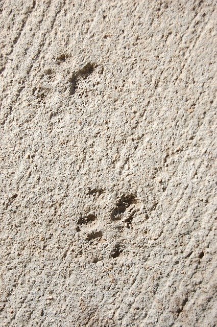 Digital Footprint pic photo
