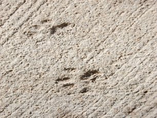 footprints