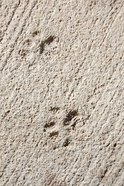 footprints